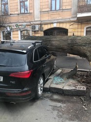 Ураганный ветер валит деревья в Одессе: погибла женщина (обновляется)