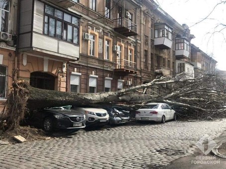 Ураганный ветер валит деревья в Одессе: погибла женщина (обновляется)