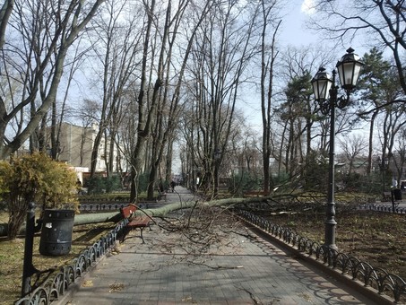 В Одессе рухнули уже полторы сотни деревьев