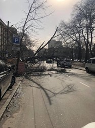 В Одессе рухнули уже 400 деревьев