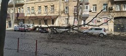 В Одессе рухнули уже 400 деревьев