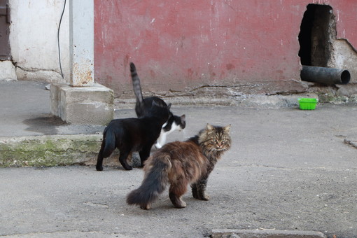 Одесская мэрия взялась за котиков