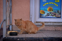 Мартовские коты в Одессе в первый день весны (ФОТО)