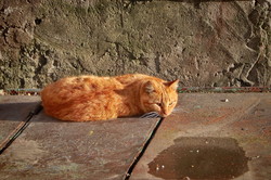 Мартовские коты в Одессе в первый день весны (ФОТО)