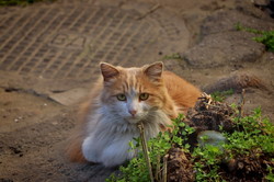 Весенняя Одесса: коты и цветы (ФОТО)