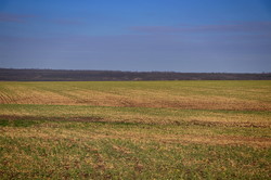 На юге Одесской области будет большой неурожай: засуха уничтожает поля (ФОТО, ВИДЕО)