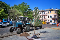 Около дома Руссова высадили новые деревья (ФОТО)