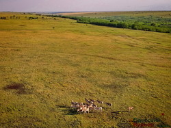 Как в Одесской области степной заповедник заселяют дикими животными (ФОТО, ВИДЕО)