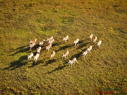 Как в Одесской области степной заповедник заселяют дикими животными (ФОТО, ВИДЕО)
