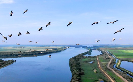 Полет с розовыми пеликанами над дельтой Дуная (ФОТО, ВИДЕО)