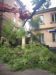 Ураган над Одессой: рухнуло 111 деревьев