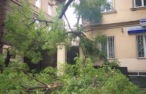 Ураган над Одессой: рухнуло 111 деревьев