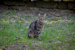 Одесские коты и кошки отмечают свой международный праздник (ФОТО)