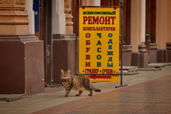 Одесские коты и кошки отмечают свой международный праздник (ФОТО)