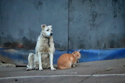 Одесские коты и кошки отмечают свой международный праздник (ФОТО)