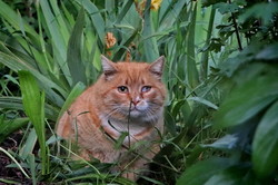 Одесские коты и кошки отмечают свой международный праздник (ФОТО)