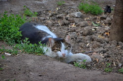 Одесские коты и кошки отмечают свой международный праздник (ФОТО)
