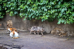 Одесские коты и кошки отмечают свой международный праздник (ФОТО)