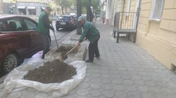 В центре Одессы готовят высадку деревьев