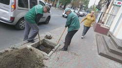 В центре Одессы готовят высадку деревьев