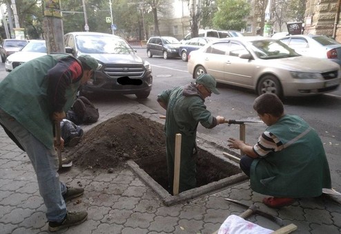 В центре Одессы готовят высадку деревьев