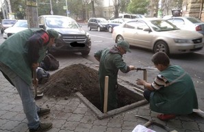 В центре Одессы готовят высадку деревьев
