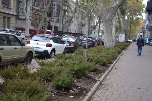 В Одессе взялись засаживать вечнозелеными кустарниками улицу Пушкинскую