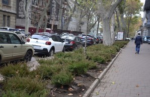 В Одессе взялись засаживать вечнозелеными кустарниками улицу Пушкинскую