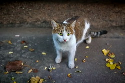 Осенние котики в Одессе (ФОТО)