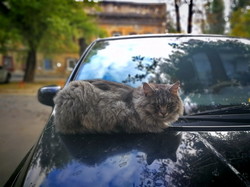 Осенние котики в Одессе (ФОТО)