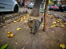 Осенний листопад в Одессе (ФОТО)