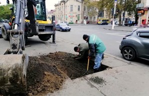 В Одессе на Молдаванке высаживают новые деревья