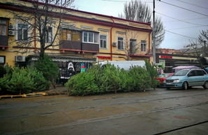 Почем в Одессе новогодние елки
