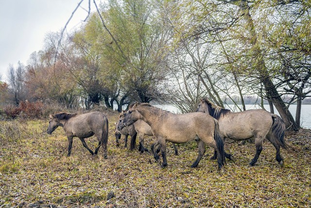 В дельте Дуная поселили диких лошадей