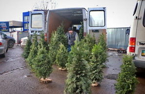 Где в Одессе будут собирать новогодние елки