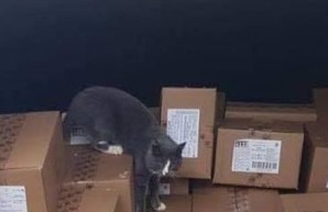 Курьез: кошка уехала из Одессы в Израиль в контейнере с конфетами