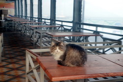 Одесские коты у моря в морозы (ФОТО)