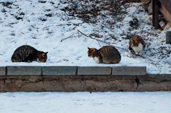 Одесские коты у моря в морозы (ФОТО)