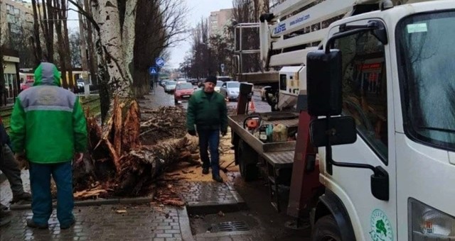 Непогода привела к падению в Одессе нескольких деревьев
