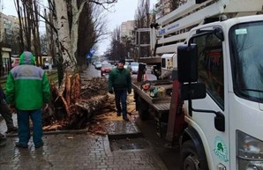 Непогода привела к падению в Одессе нескольких деревьев