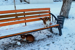 В Одессе отмечают международный день кота (ФОТО)