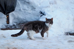 В Одессе отмечают международный день кота (ФОТО)