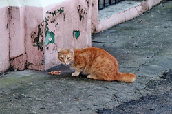В Одессе отмечают международный день кота (ФОТО)