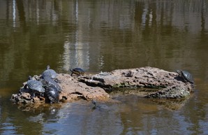 В Одессе выпустили в пруды парка Победы черепах и лебедя
