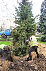 В Одессе высадили голубые ёлки около здания мэрии