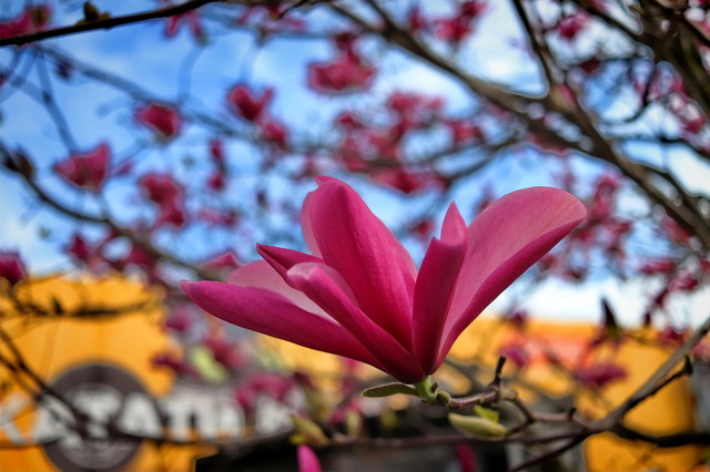 В Одессе удивительно красиво цветет магнолия (ФОТО)