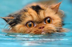 Ласа кішка до риби, та в воду лізти не хоче…