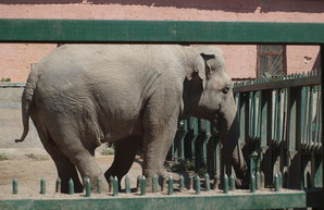 В одесском зоопарке хотят создать новые условия для слонов и завести жирафов