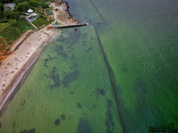 "Зеленое" Черное море в Одессе: цветут цианобактерии (ФОТО, ВИДЕО)