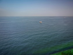 "Зеленое" Черное море в Одессе: цветут цианобактерии (ФОТО, ВИДЕО)